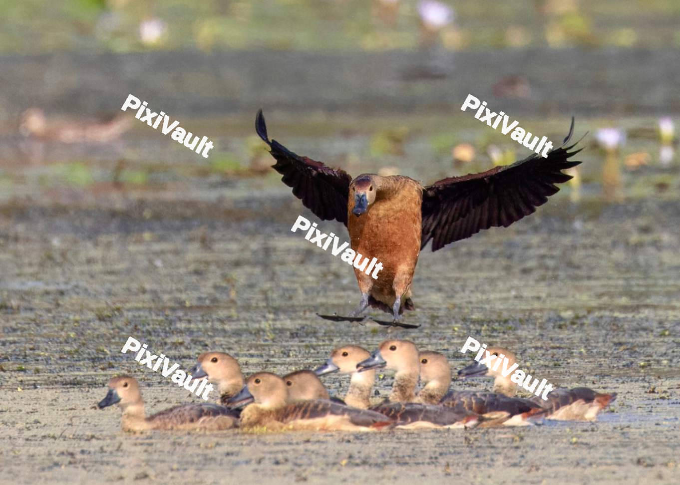 Duck flying over the duckling